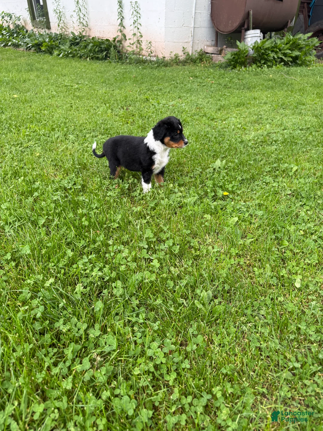 Australian Shepherd dogs for sale: Puppy 1 - Ad 1