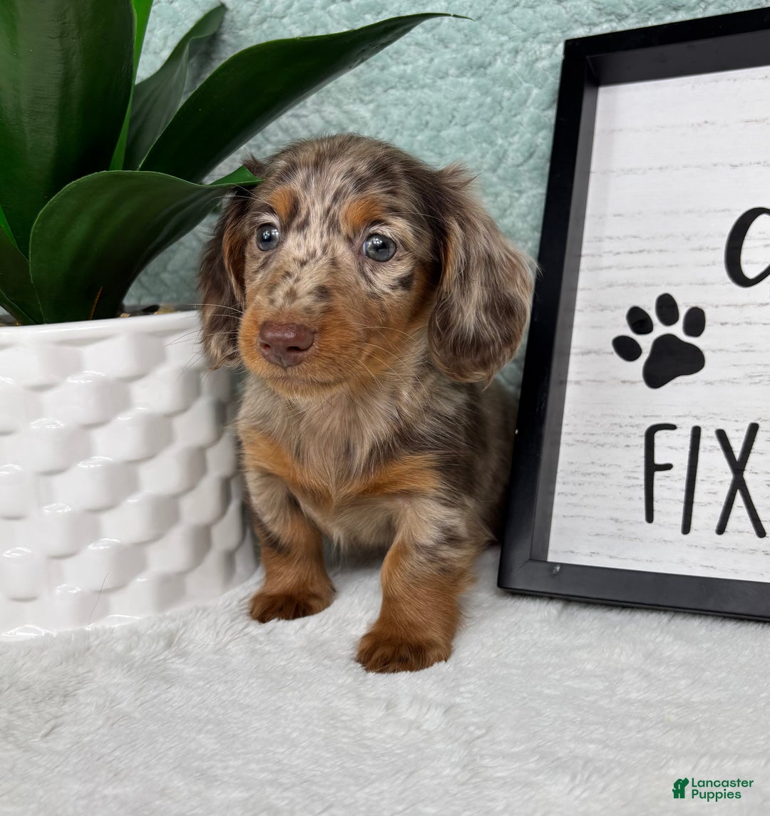 Miniature Dachshund dogs for sale: drake  - Ad 5