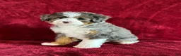 Mini Bernedoodle dogs for sale: Bandit - Ad 4