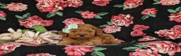 Miniature Poodle dogs for sale: Stephie - Ad 5