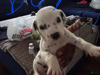 Dalmatian dogs Boy 3 - Ad 14