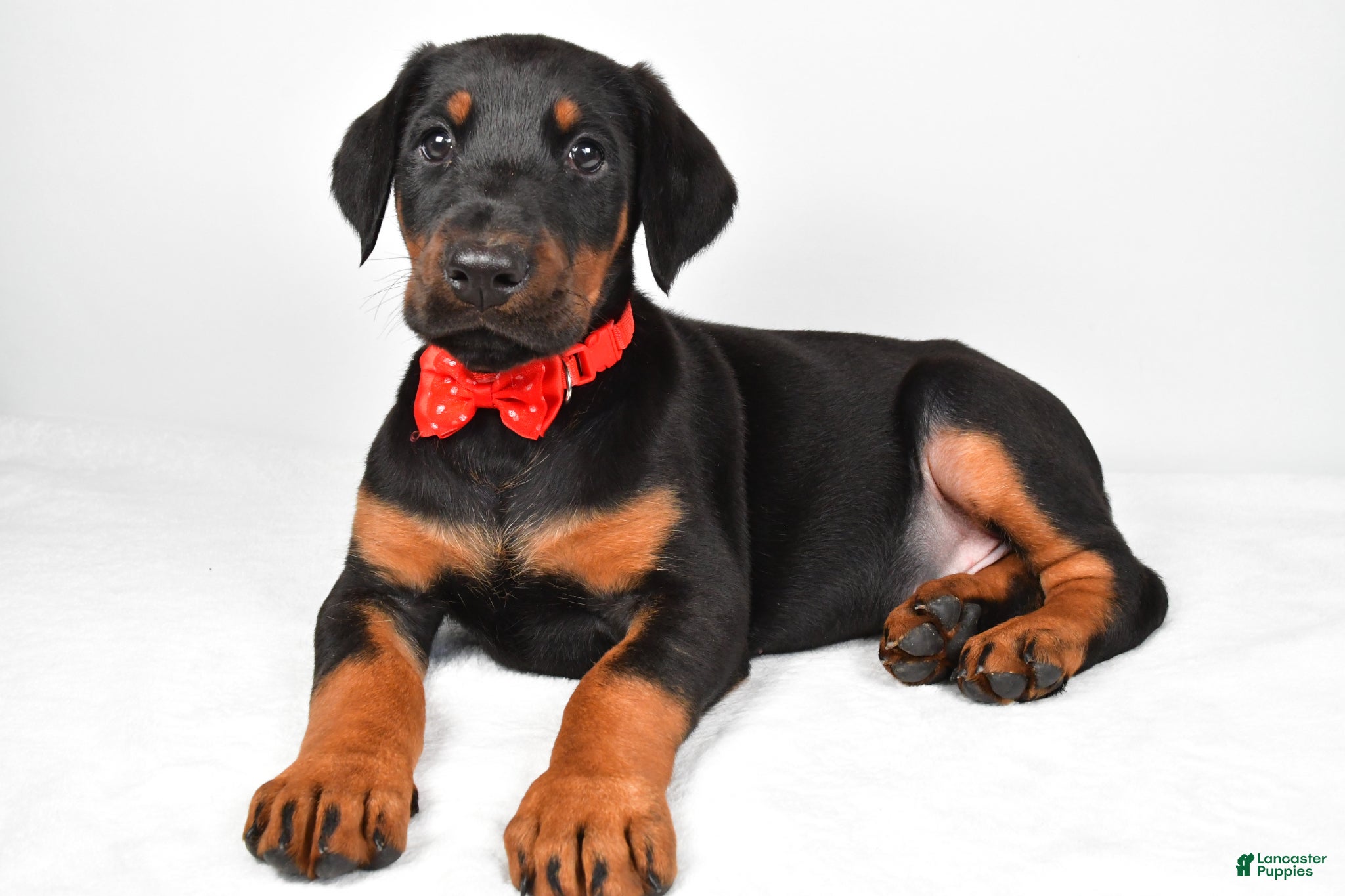 Doberman Pinscher dogs Lonnie - Ad 2