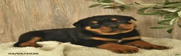 Rottweiler dogs for sale: Ludwig - Ad 1