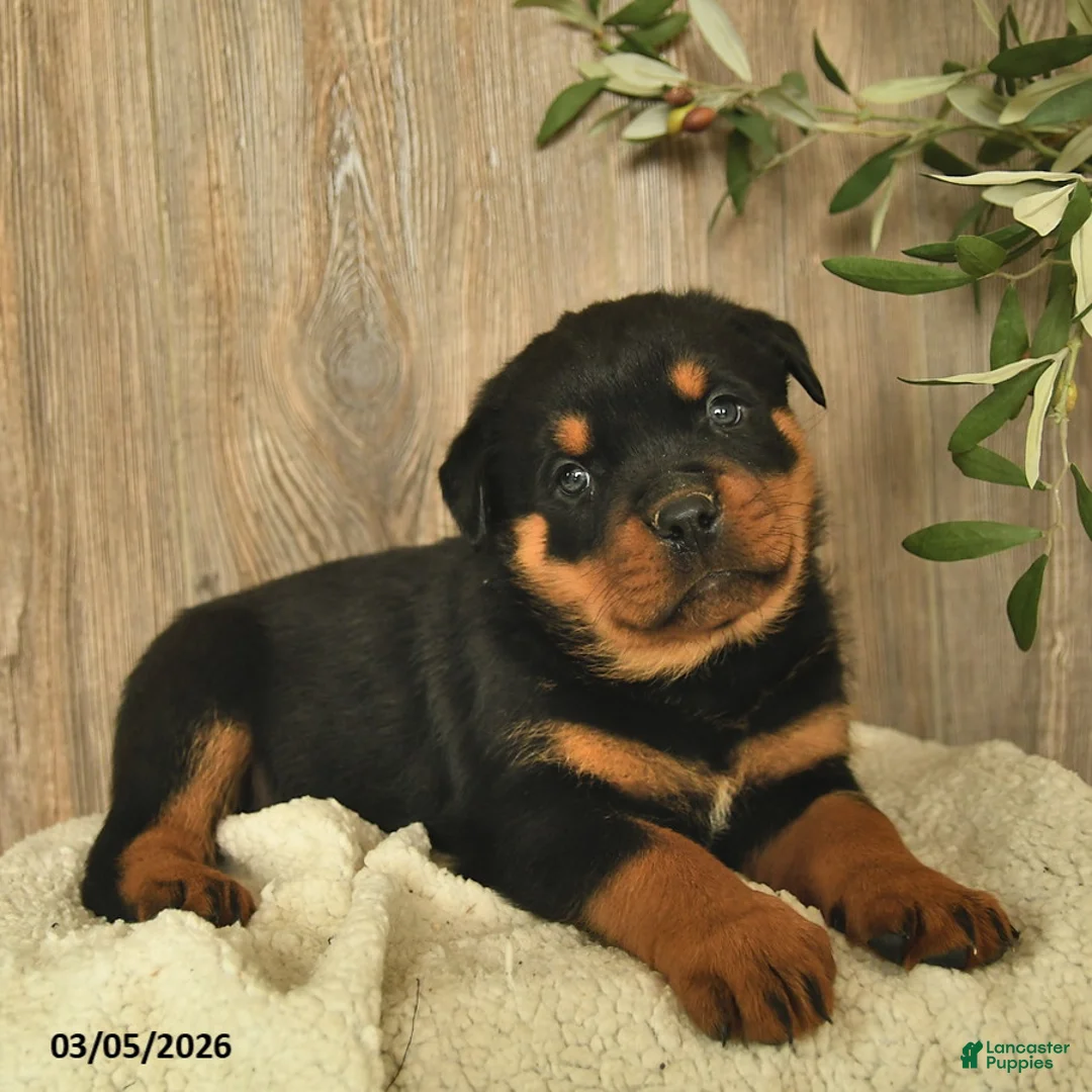 Rottweiler dogs for sale: Ludwig - Ad 1