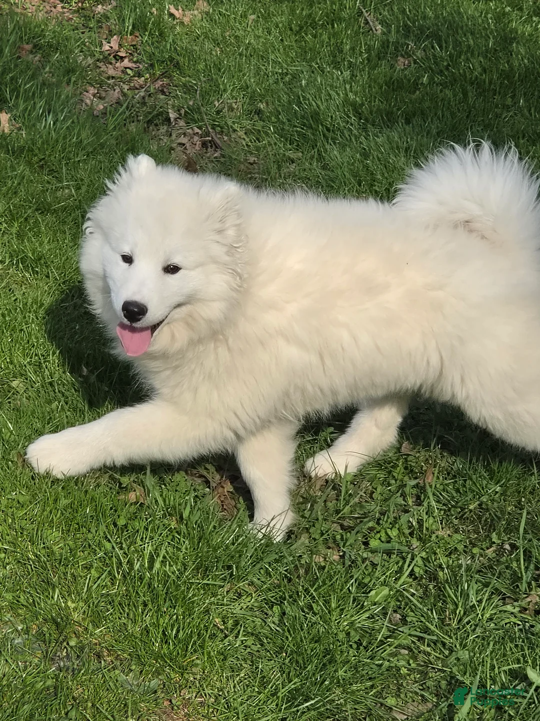 Samoyed dogs for sale: Marshmellow - Ad 2