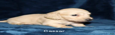 Caesar 