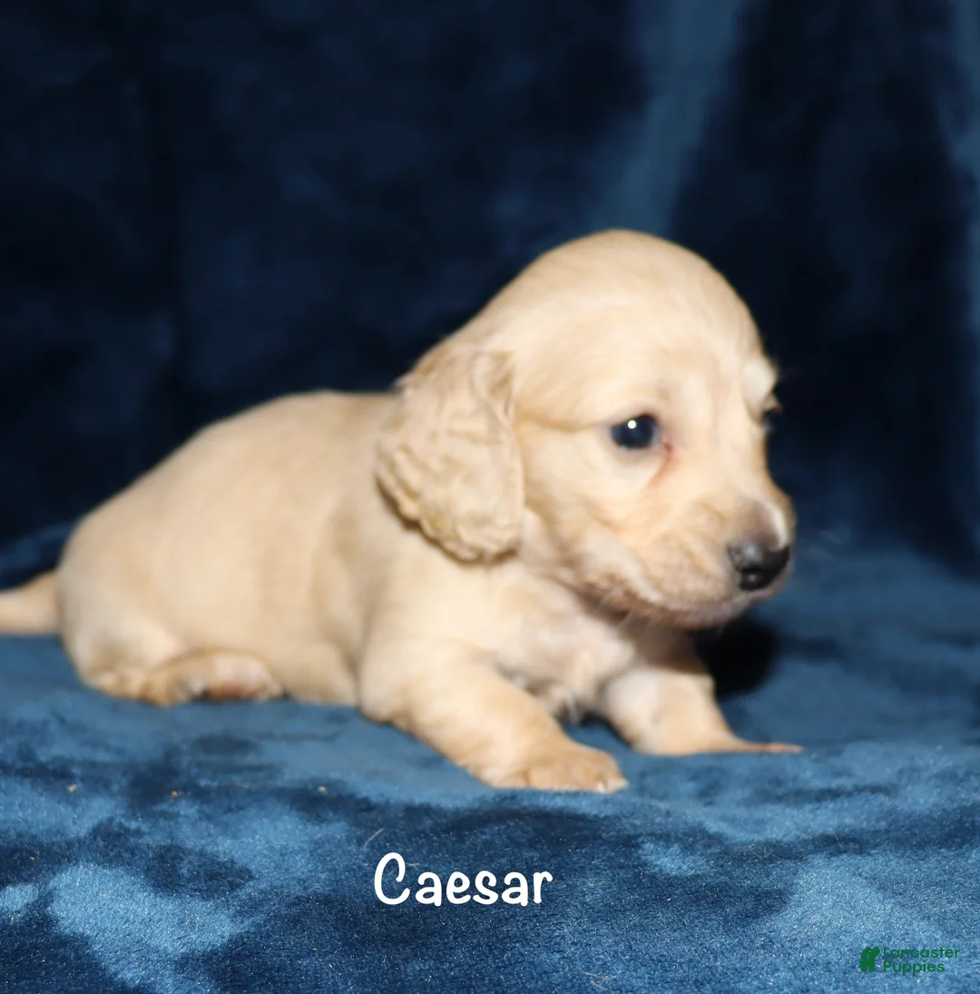 Dachshund dogs for sale: Caesar  - Ad 1