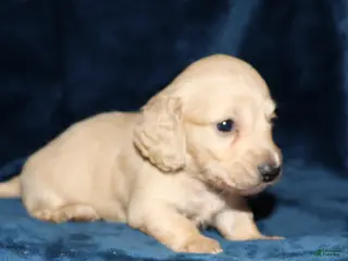 Dachshund dogs Caesar - Ad 36