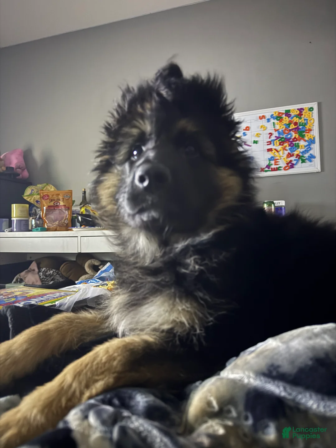 German Shepherd dogs for sale: Meadow - Ad 1