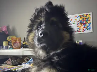 German Shepherd dogs Meadow - Ad 7