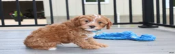Cockapoo dogs for sale: Freddy  - Ad 12