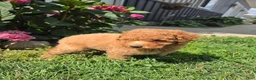 Miniature Poodle dogs for sale: Zera - Ad 5