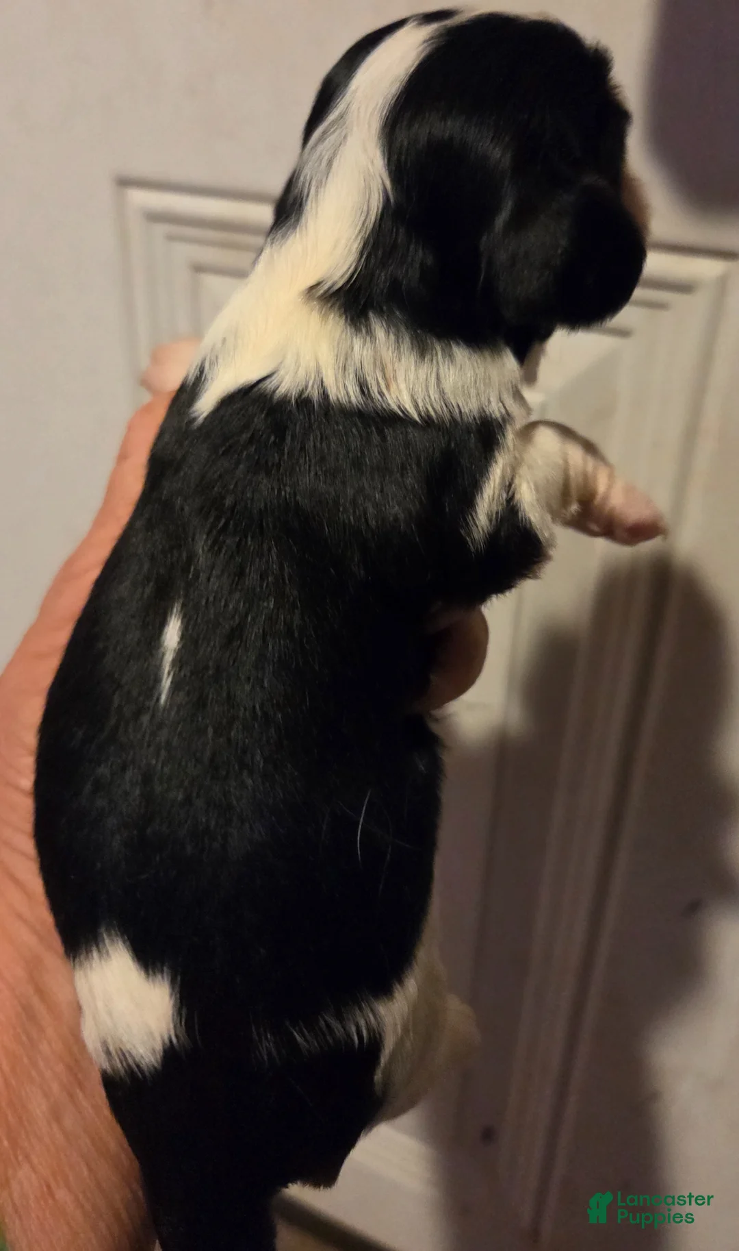 Cavalier King Charles Spaniel dogs for sale: Cavalier King Charles Spaniel Puppy 4 - Ad 2