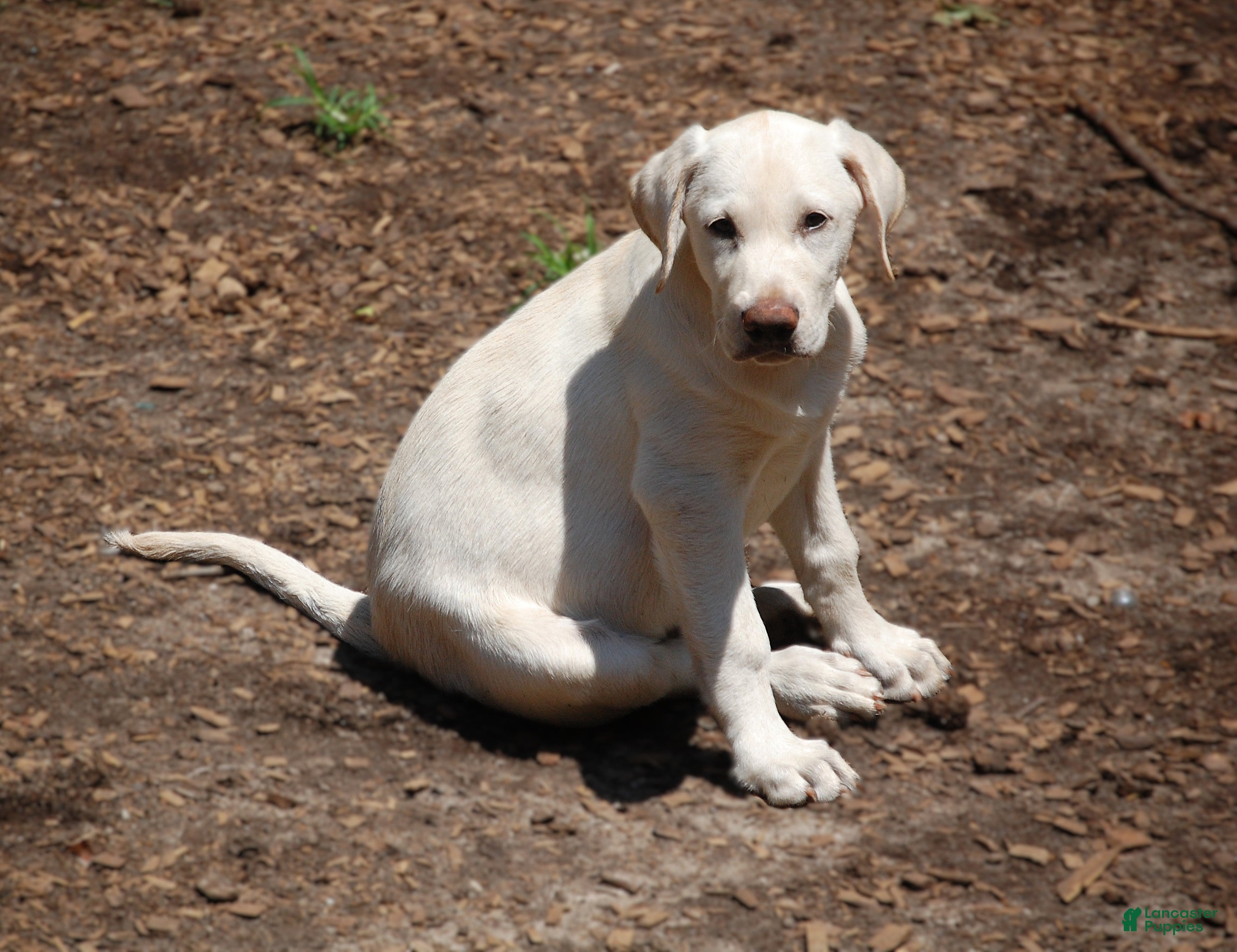 Labrador Retriever dogs Labrador Retriever 2 sophie - Ad 2