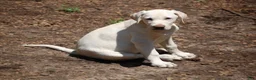 Labrador Retriever dogs for sale: Labrador Retriever 2 sophie - Ad 2