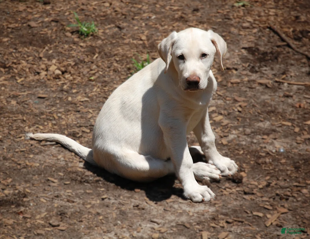 Labrador Retriever dogs for sale: Labrador Retriever 2 sophie - Ad 2