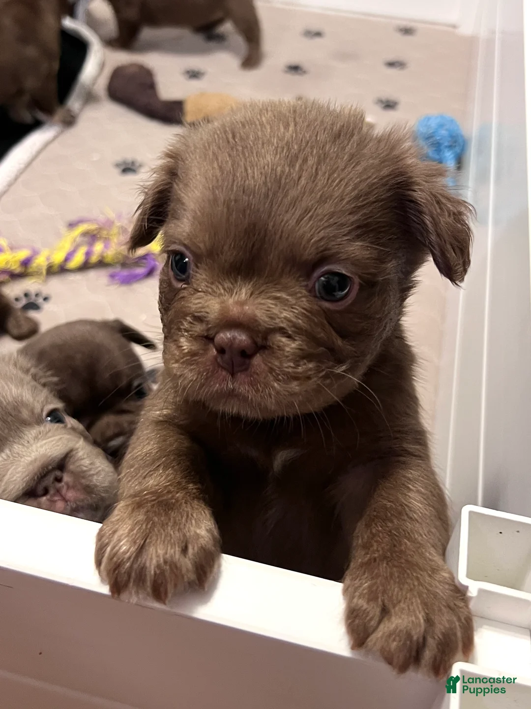 French Bulldog dogs for sale: Teddy Bear - Ad 1