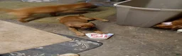 Mixed Breed dogs for sale:  4 - Ad 1