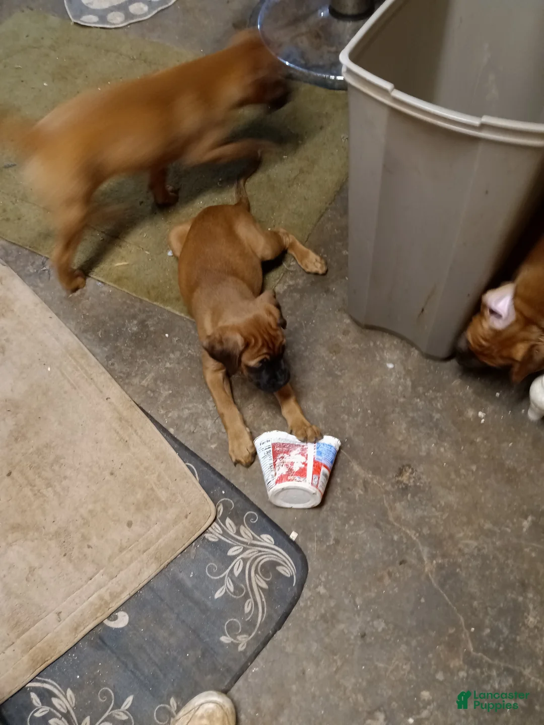 Mixed Breed dogs for sale:  4 - Ad 1