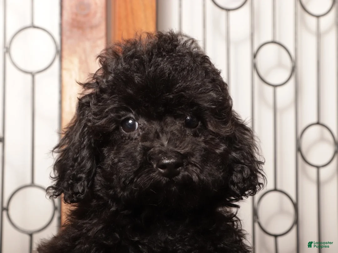Yorkiepoo dogs for sale: Dorthy - Ad 4