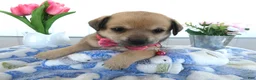 Chihuahua dogs for sale: Chihuahua Puppy 3 Rosie - Ad 2