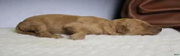Goldendoodle dogs for sale: Ravioli - Ad 6