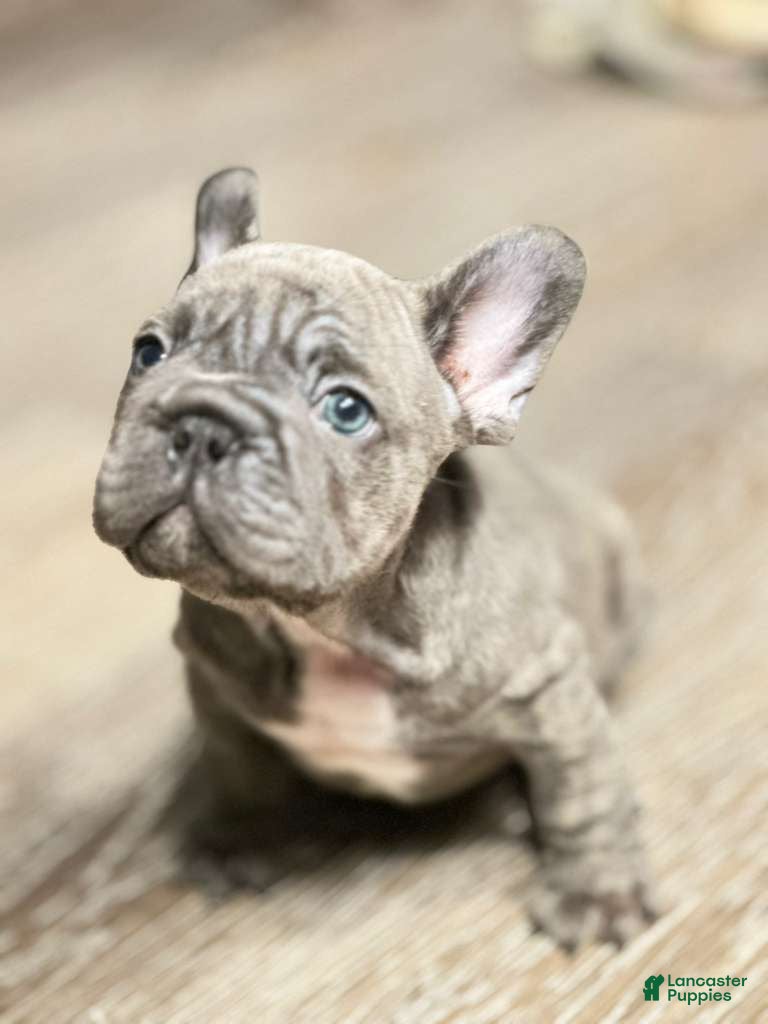 French Bulldog dogs French Bulldog Puppy 6 - Ad 42