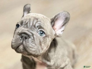 French Bulldog dogs French Bulldog Puppy 6 - Ad 35
