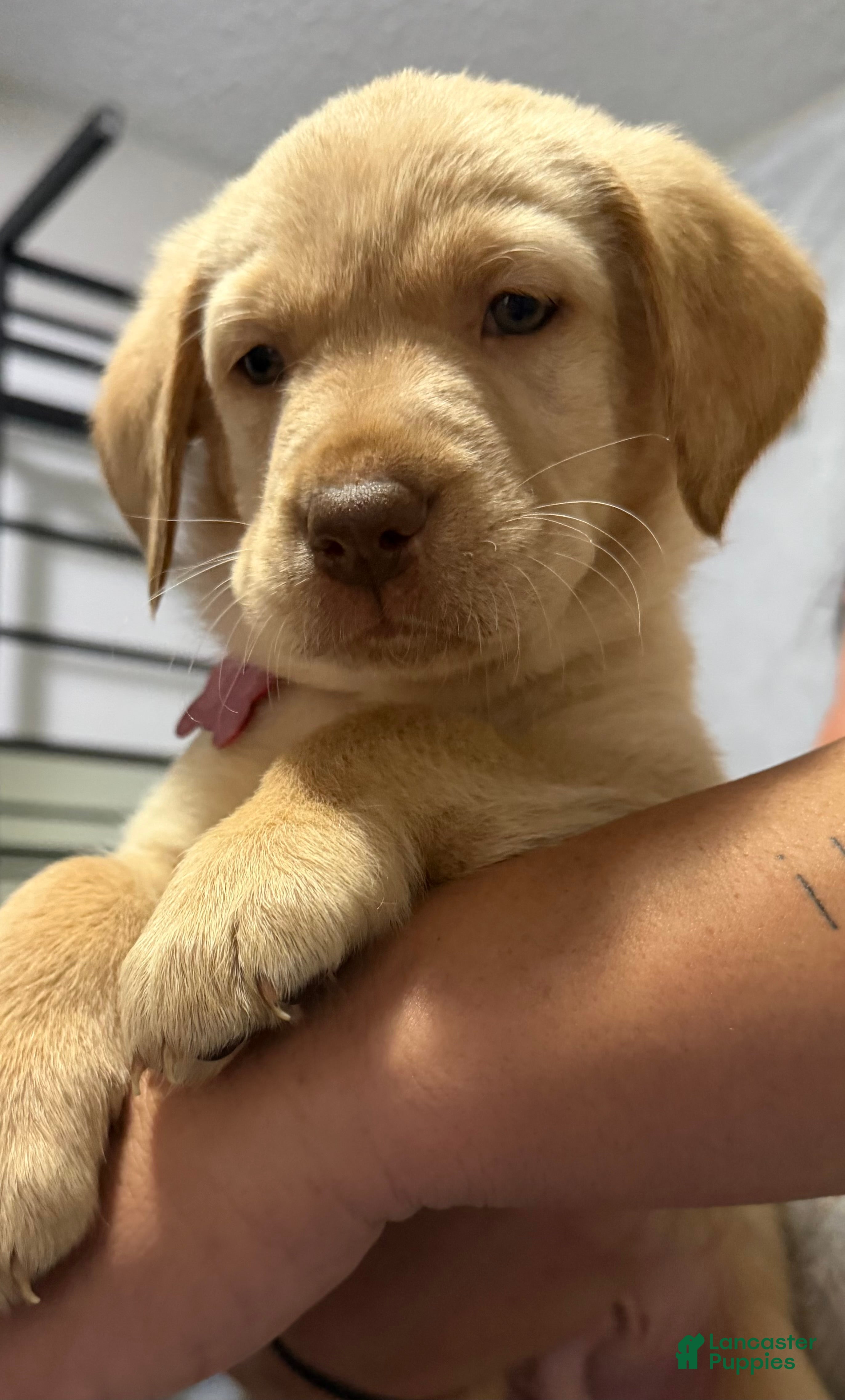 Labrador Retriever dogs Lab Puppy 9 - Red Collar - Ad 10