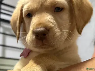 Labrador Retriever dogs Lab Puppy 9 - Red Collar - Ad 10