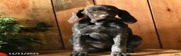 German Shorthaired Pointer dogs for sale: Candy - Ad 8