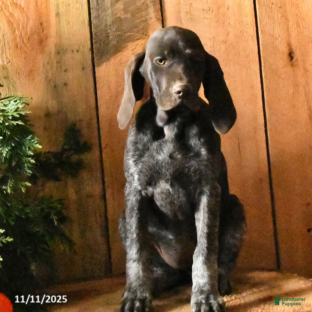 German Shorthaired Pointer dogs for sale: Candy - Ad 8