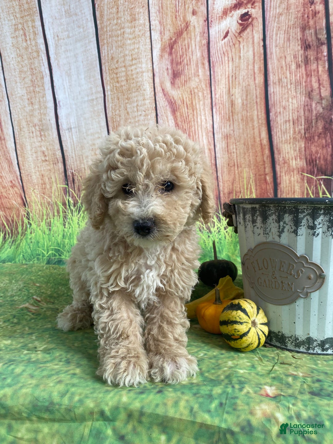 Bichpoo dogs for sale: Theo - Ad 3