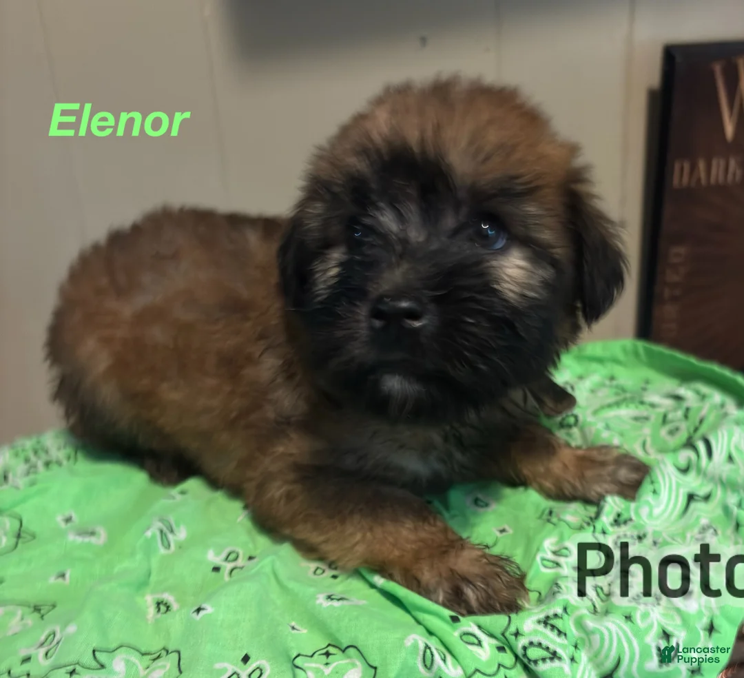 Soft Coated Wheaten Terrier dogs for sale: Elenor - Ad 1
