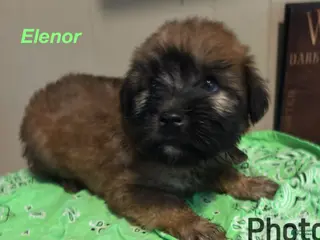 Soft Coated Wheaten Terrier dogs Elenor - Ad 4