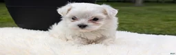 Maltese dogs for sale: Macy - Ad 14