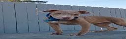 American Pit Bull Terrier dogs for sale: American Pit Bull Terrier 1 - Ad 2
