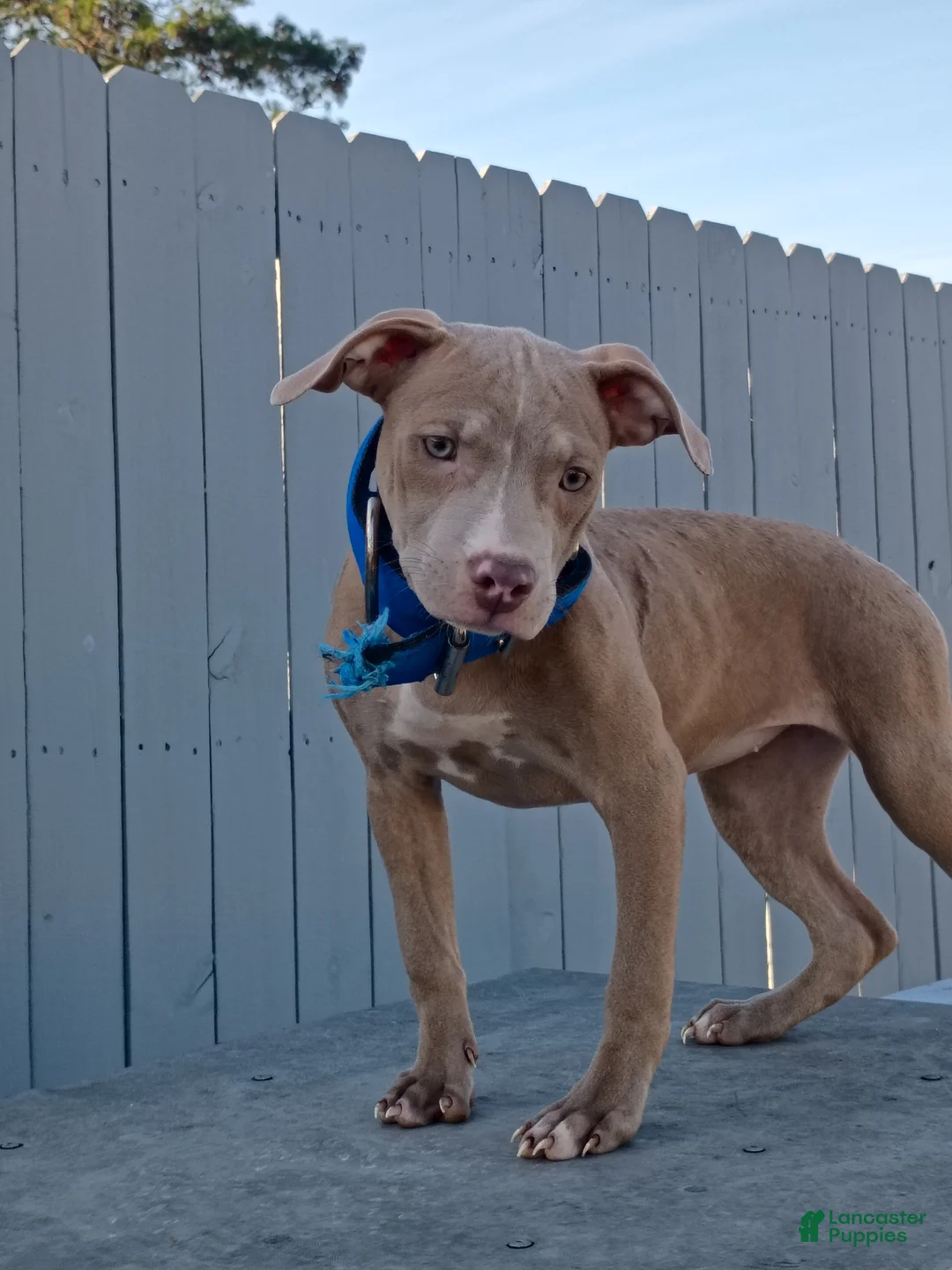 American Pit Bull Terrier dogs for sale: American Pit Bull Terrier 1 - Ad 2