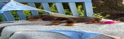 Miniature Dachshund dogs for sale: Tinkerbelle - Ad 7