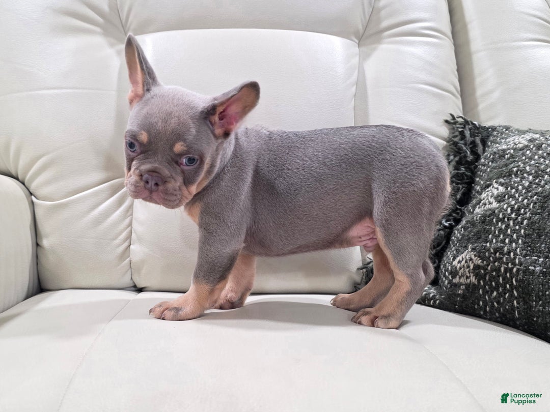 French Bulldog dogs for sale: Karl - Ad 3