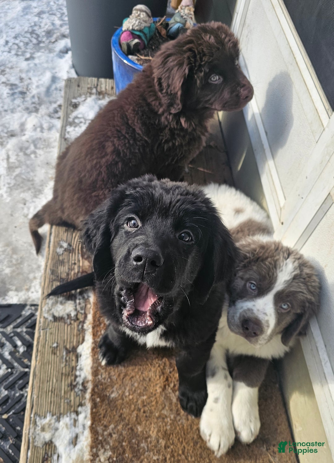 Newfoundland dogs for sale: Ella - Ad 4