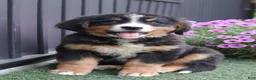 Bernese Mountain Dog dogs for sale: Debby - Ad 1