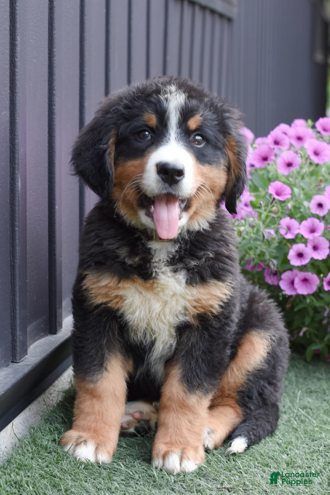 Bernese Mountain Dog dogs for sale: Debby - Ad 1