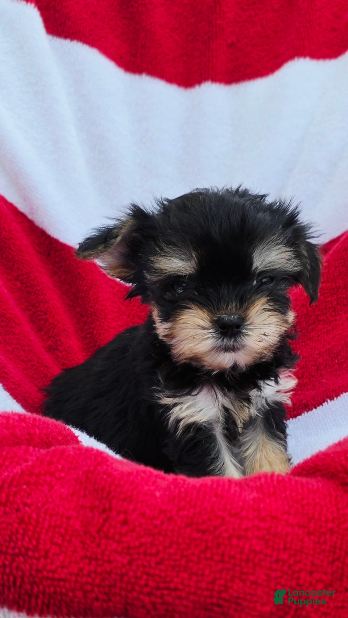 Yorkshire Terrier dogs Dixy - Ad 2
