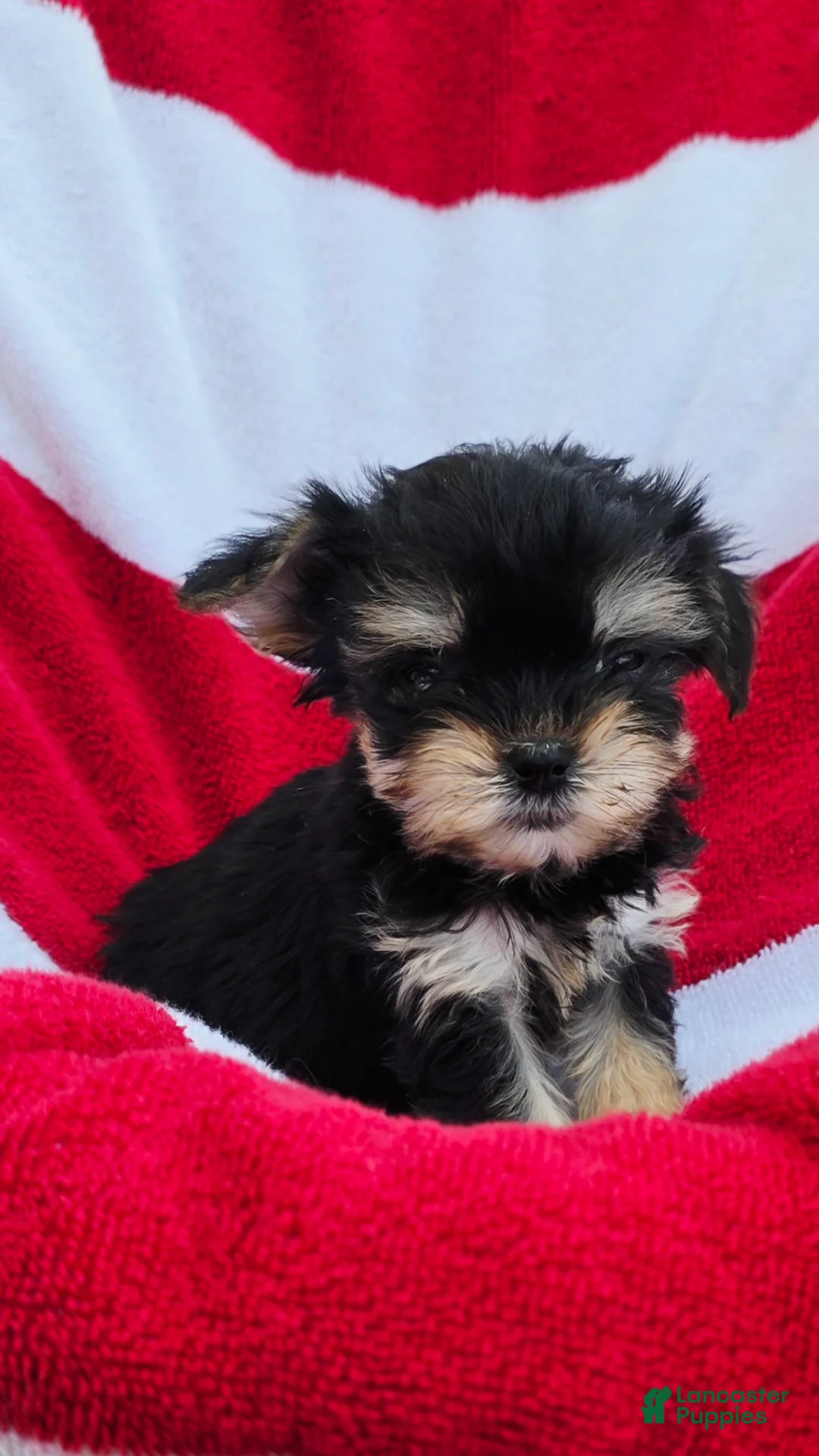 Yorkshire Terrier dogs for sale: Dixy - Ad 2