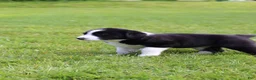 Mixed Breed dogs for sale: Buster Bear - Ad 4