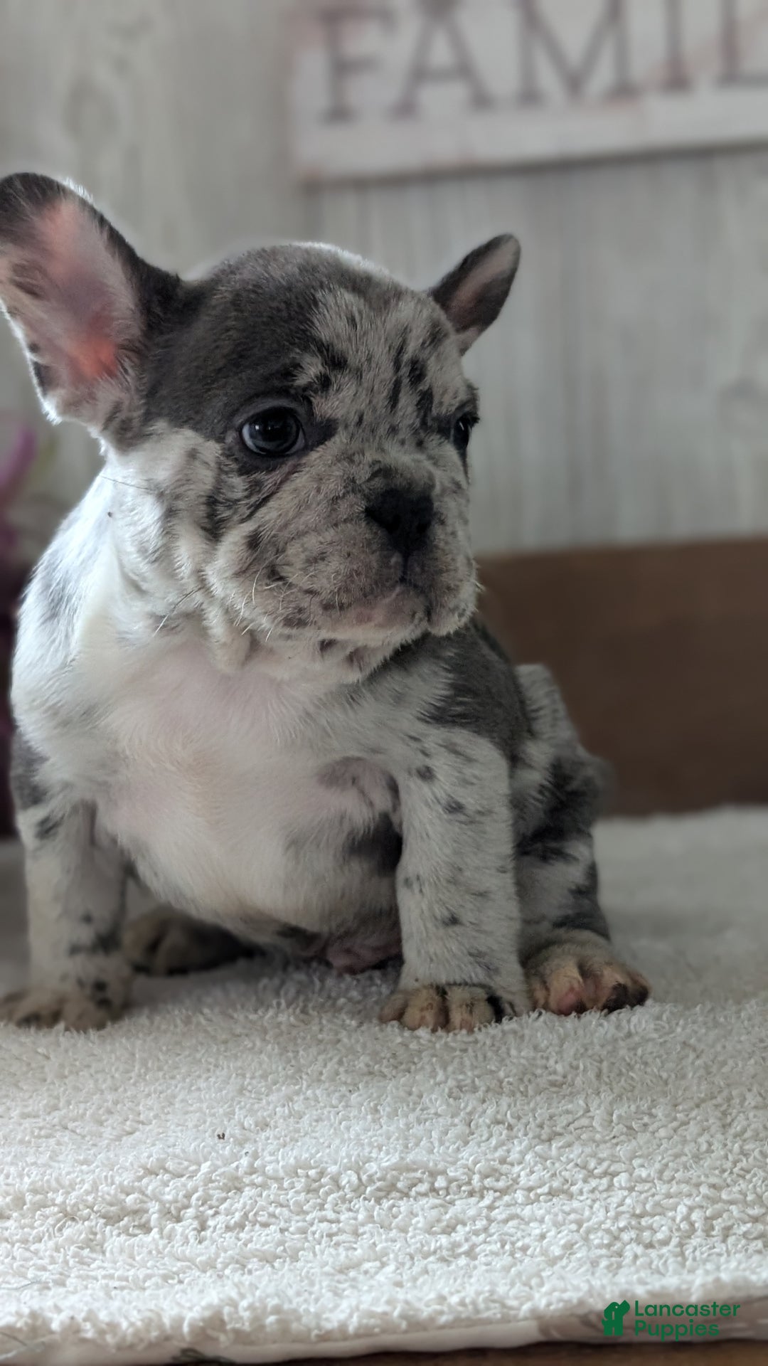 French Bulldog dogs for sale: Nemo  - Ad 2