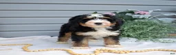 Mini Bernedoodle dogs for sale: Fern - Ad 5