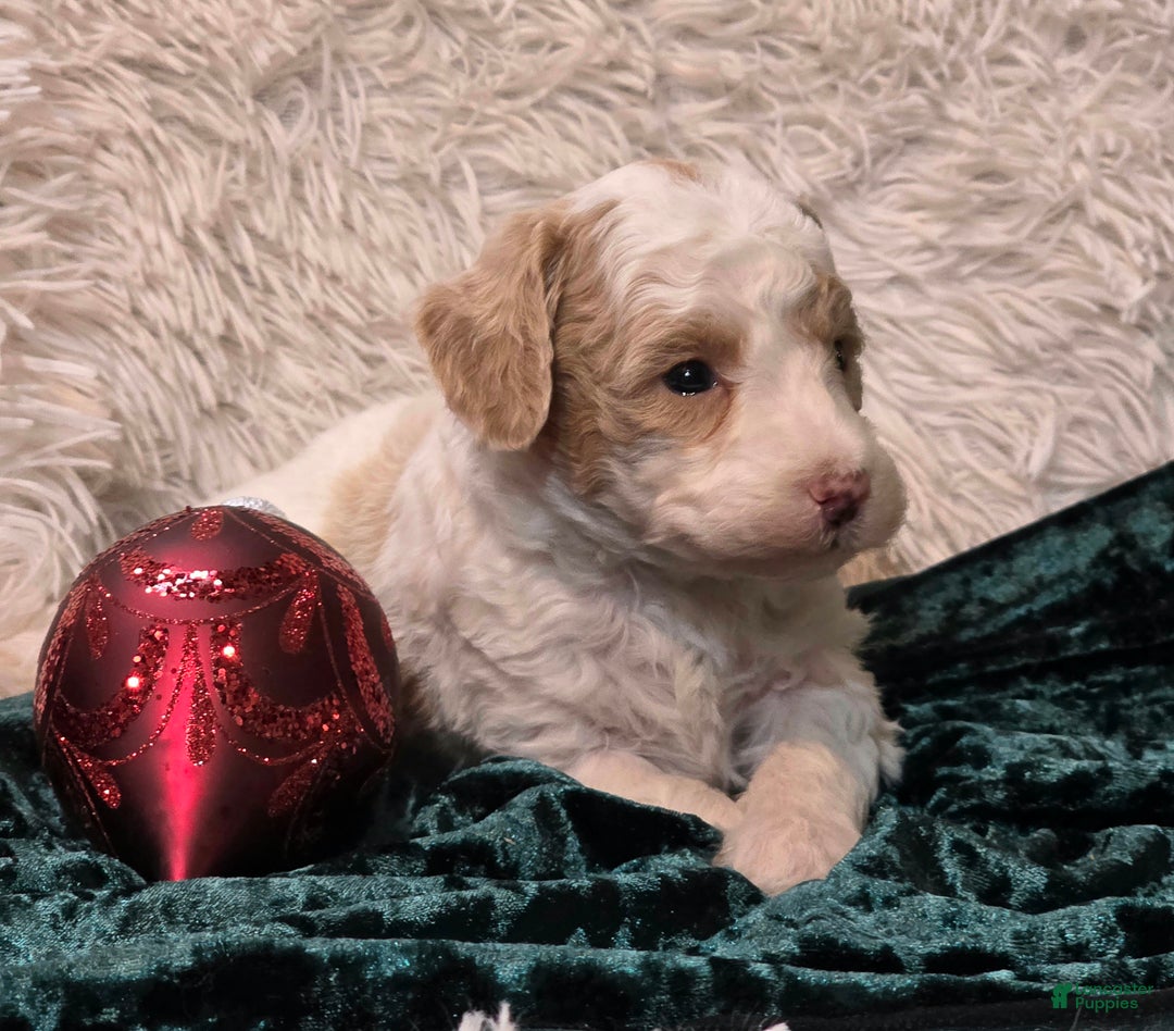 Mini Goldendoodle dogs for sale: Snowball - Ad 2