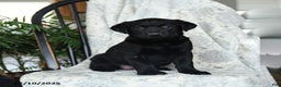 Labrador Retriever dogs for sale: Banana - Ad 3